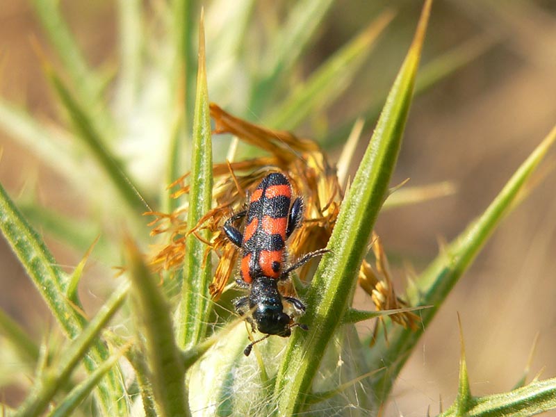 Trichodes leucopsideus